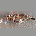 Tinea species larva